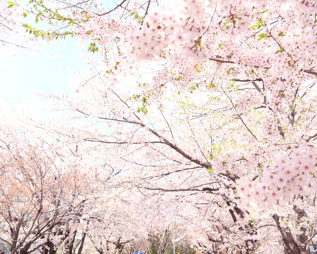 北海道の桜ロケフォト